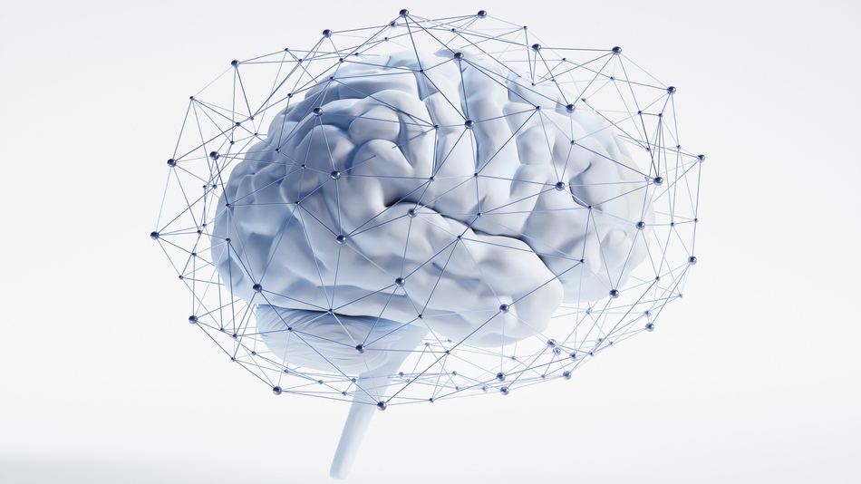 La neuropsicología y psicobiología son disciplinas que unen a la psicología y las neurociencias