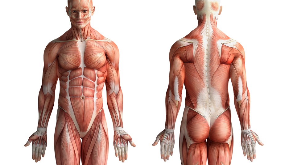 La anatomía humana es el nombre que recibe la ciencia dedicada a estudiar la forma, el tamaño y la organización de cada estructura de nuestro cuerpo