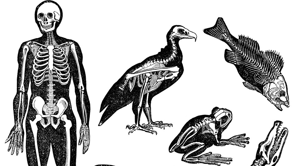 la anatomía comparada, que compara nuestra estructura corporal con la de otras especies